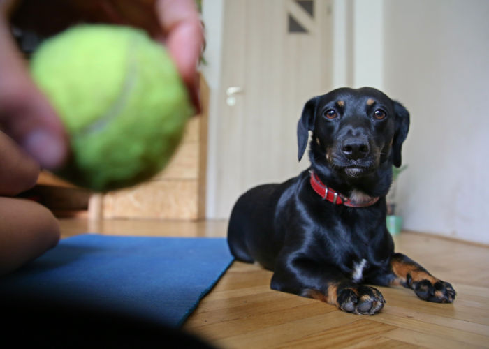 indoor fetch