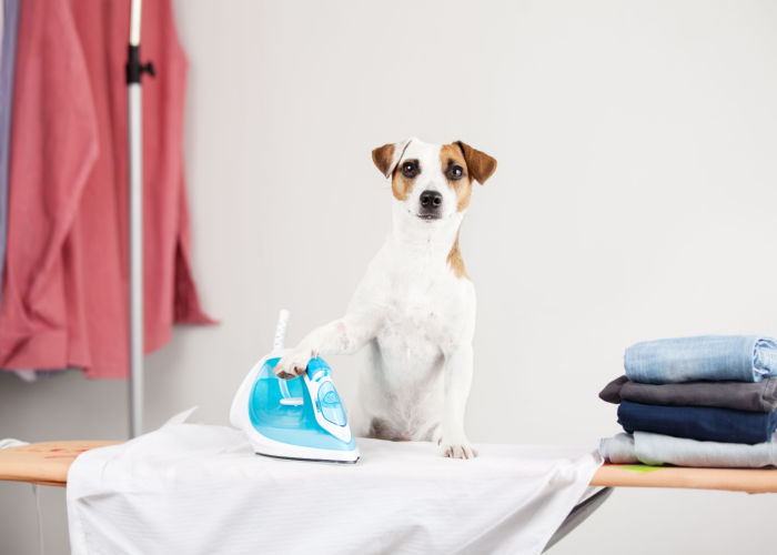 indoor spring chores