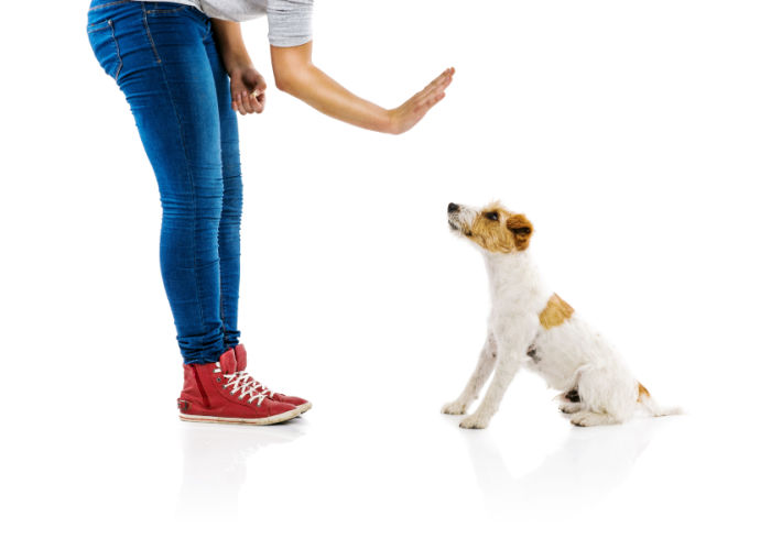 mastering obedience training