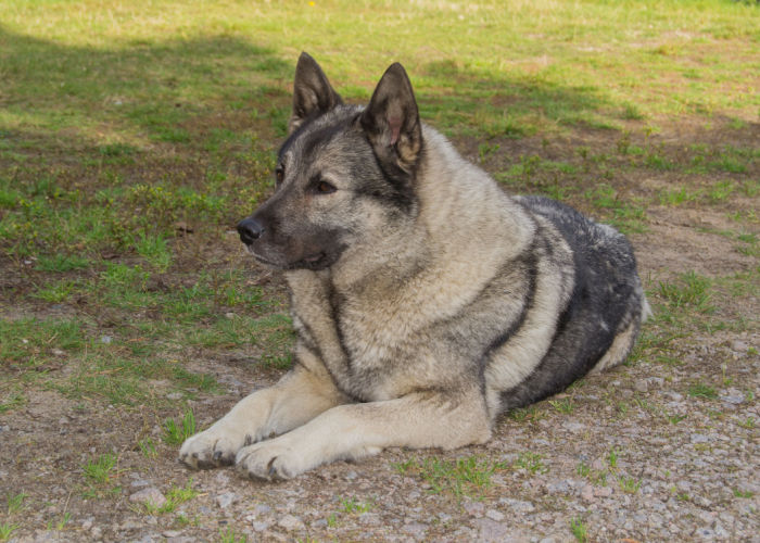 norwegian elk hound