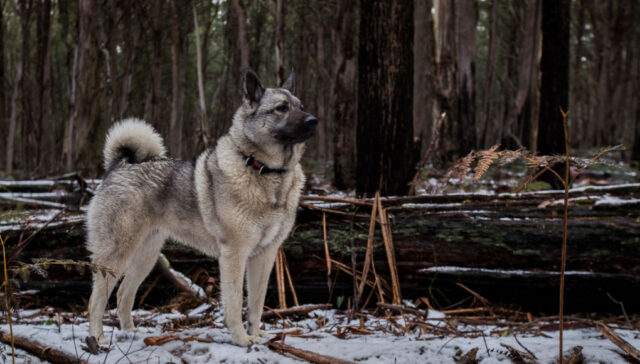 norwegian elkhound