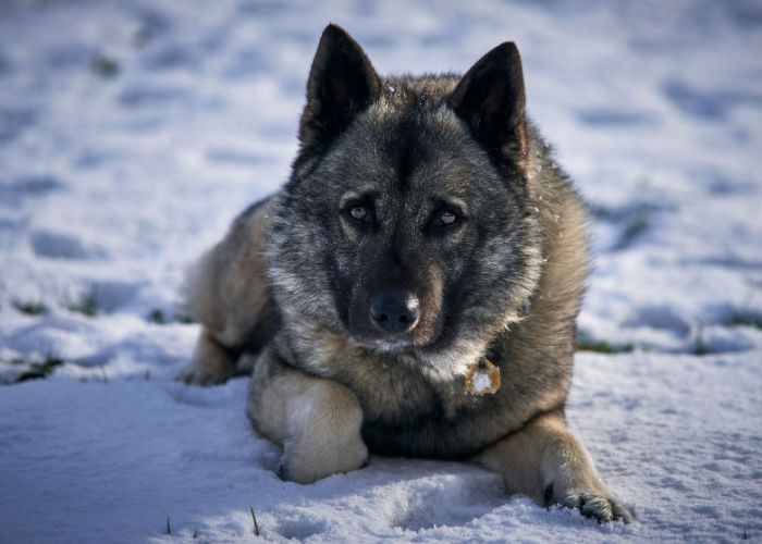 norwegian elkhound dogs