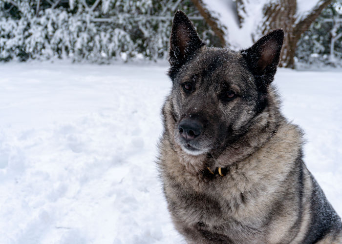 norwegian hound