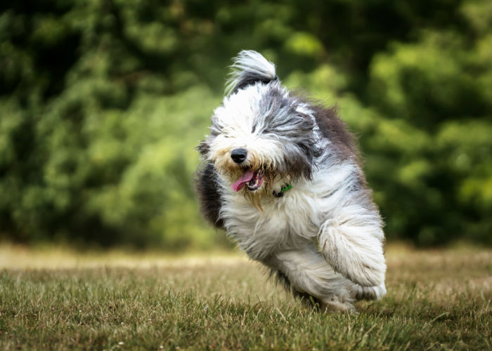 old english sheepdog exercise