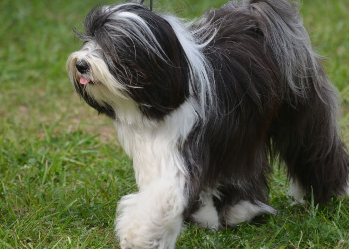 old english sheepdog grooming