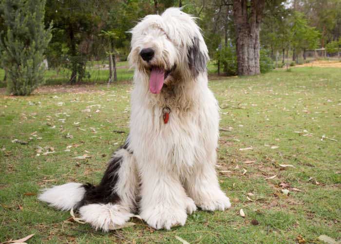 old english sheepdog health