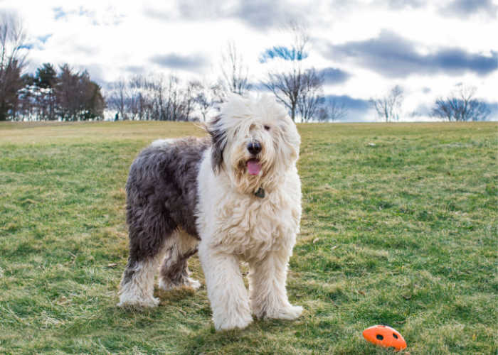 old english sheepdog physical trait