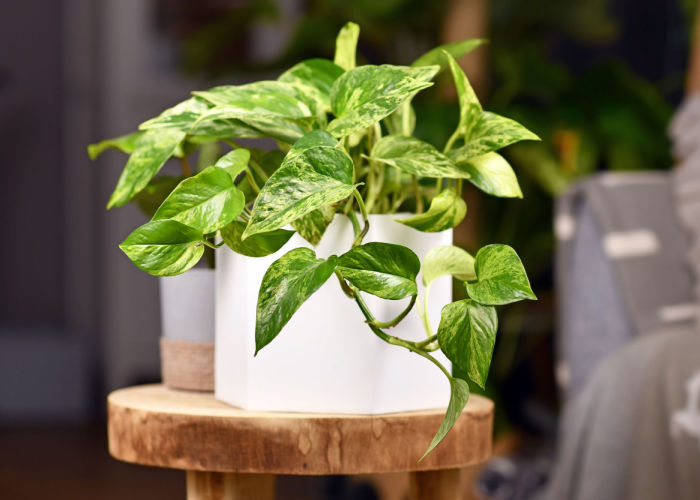 pothos indoor plants toxic to dogs