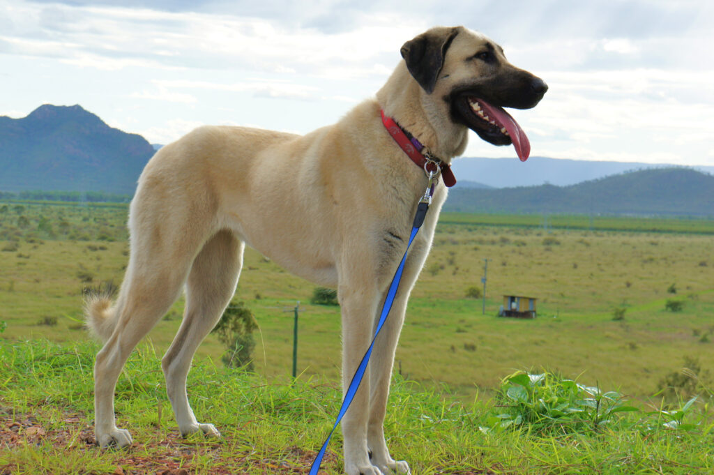 Anatolian Shepherd dog - standing