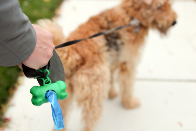 oily dog poop - man cleaning up