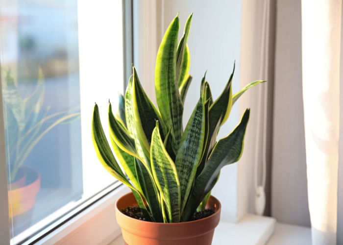 snake plant toxic to dogs