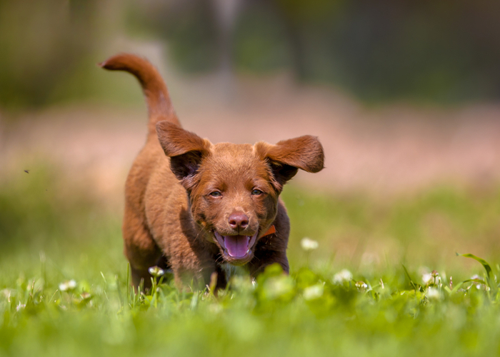 spring fever dogs