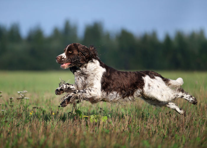 spring fever excited dog