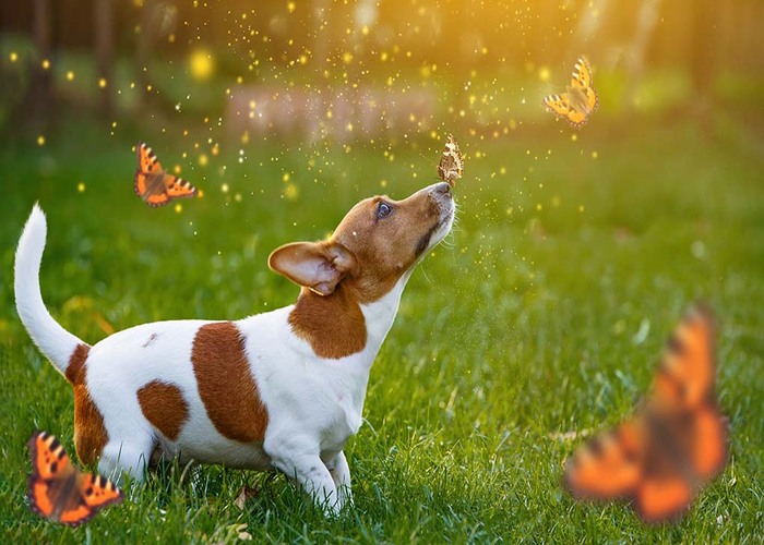 spring fever for dogs