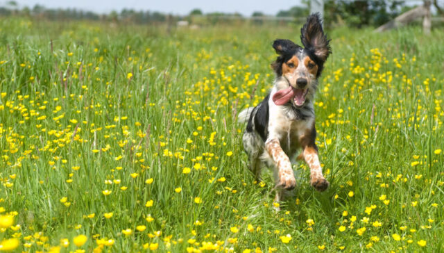 spring fever in dogs