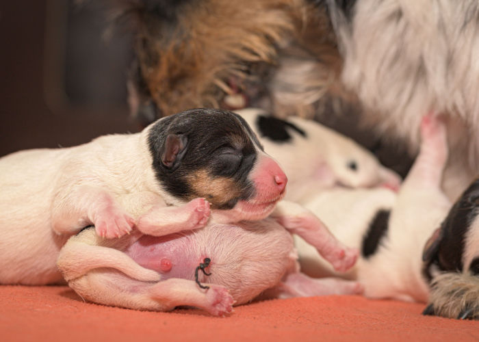 stop a mother dog from eating puppies