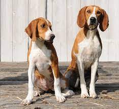 two hygen hounds