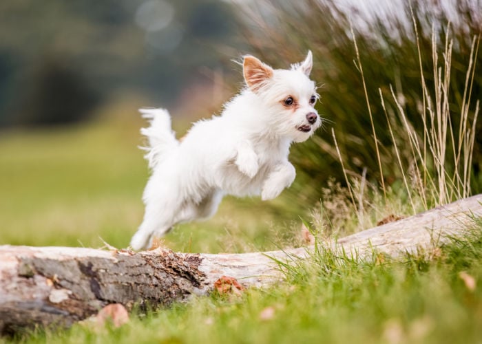 white chorkie outdoor