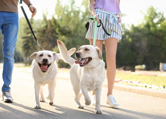 why dog parks are good