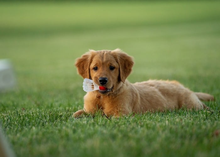 normal puppy behavior playful