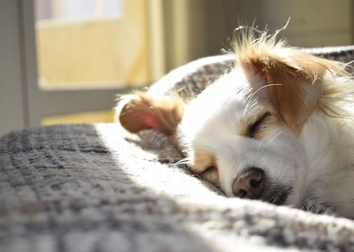 normal puppy behavior sleeping