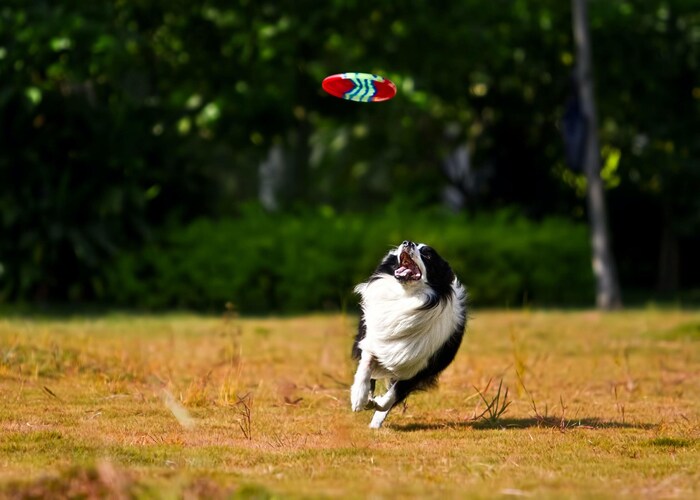 off leash dog park playing games