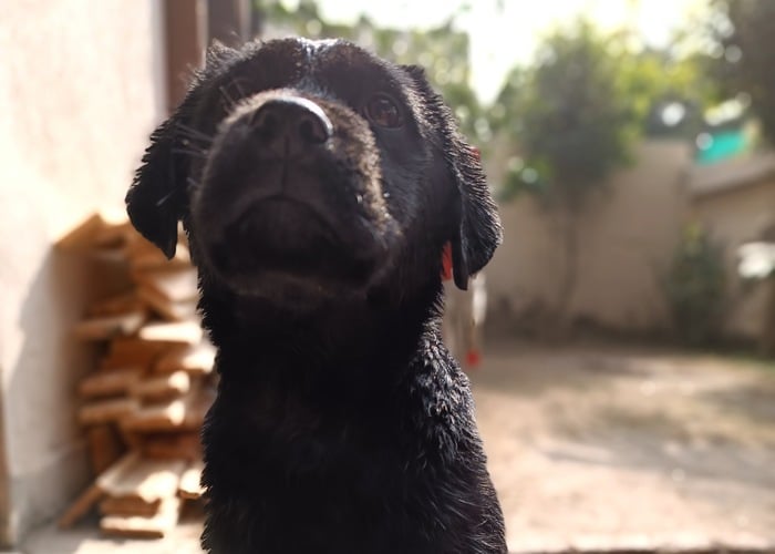 puppy games for training with Labrador