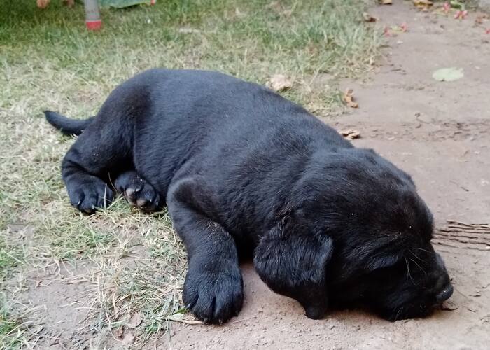 black Labrador puppy