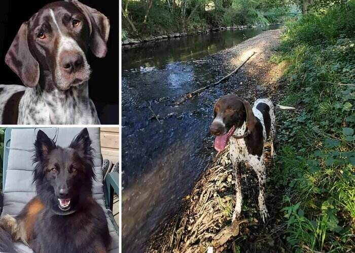 4 dogs died in French Canicross race due to poisoned meatballs