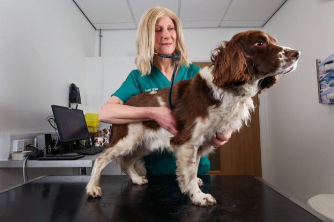 Angie Shaw examining her Spaniel