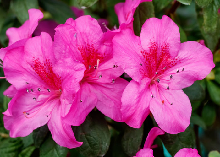 Azalea Toxic Flower For Dogs