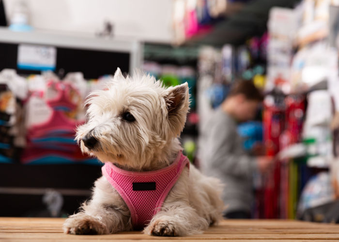 Best Pet Stores in Missouri