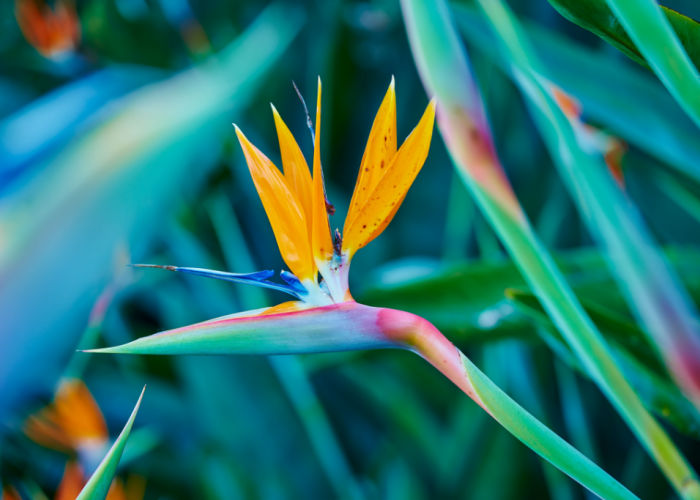 Bird of Paradise Toxic Flower For Dogs