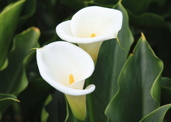 Calla Lily Flower Toxic