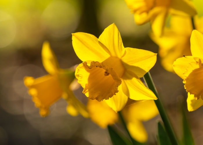 Daffodil Toxic to Dogs