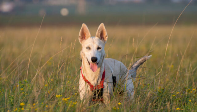 Gerberian Shepsky Dog Breed