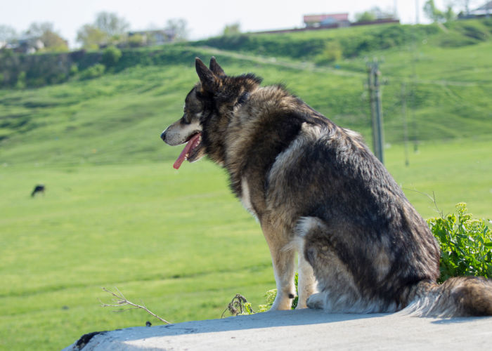 Gerberian Shepsky Physical traits