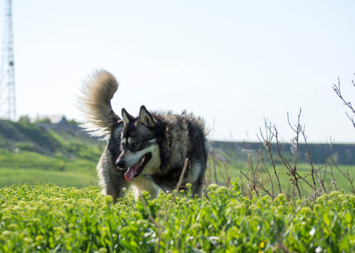 German Shepherd Husky Mix