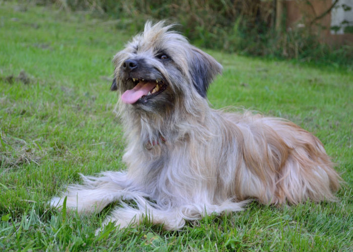 Happy Pyrenean Shepherd