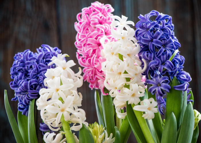 Hyacinth Flower