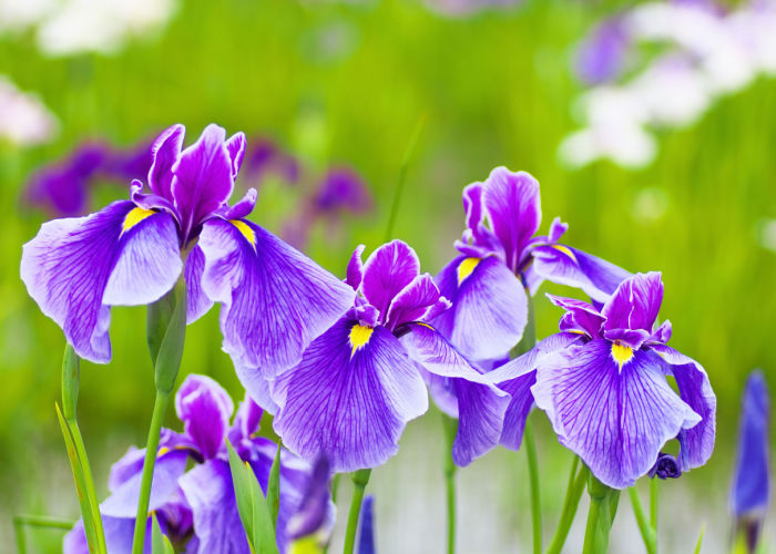 Iris Flower Toxic To Dogs