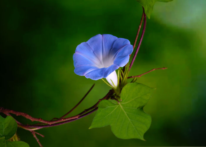 Japanese Morning Glory Flower Toxic For Dogs