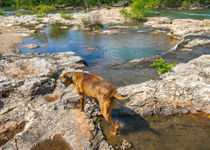 Missouri Dog