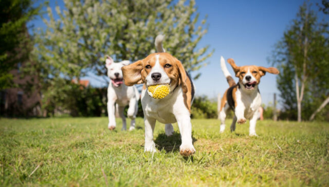 What not to bring at the dog park