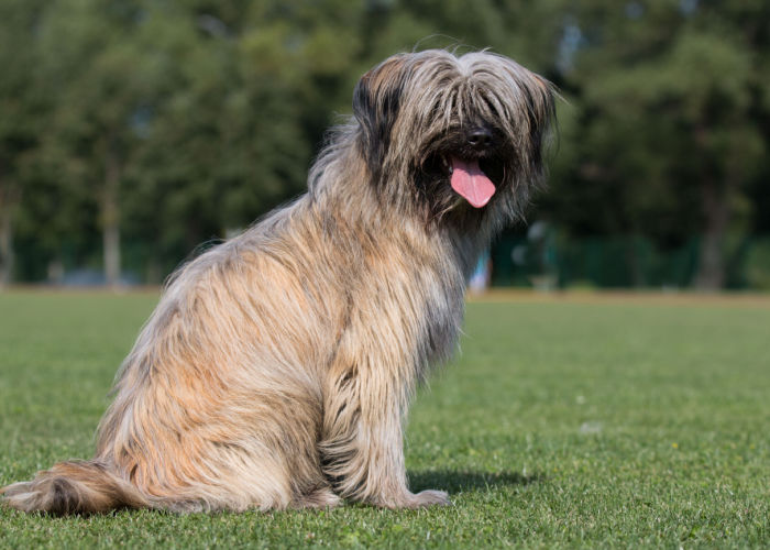 Physical Traits of the Pyrenean Shepherd