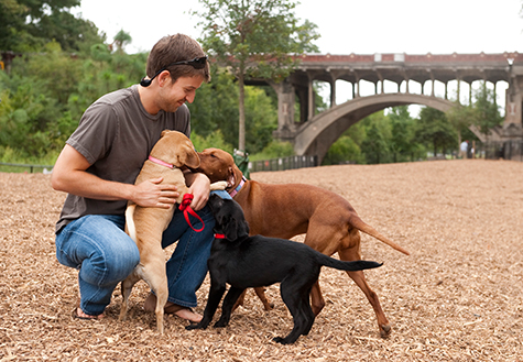 Piedmont Dog Park off leash