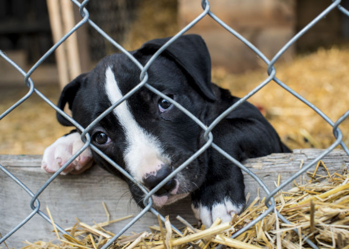 Puppy Mill Cages