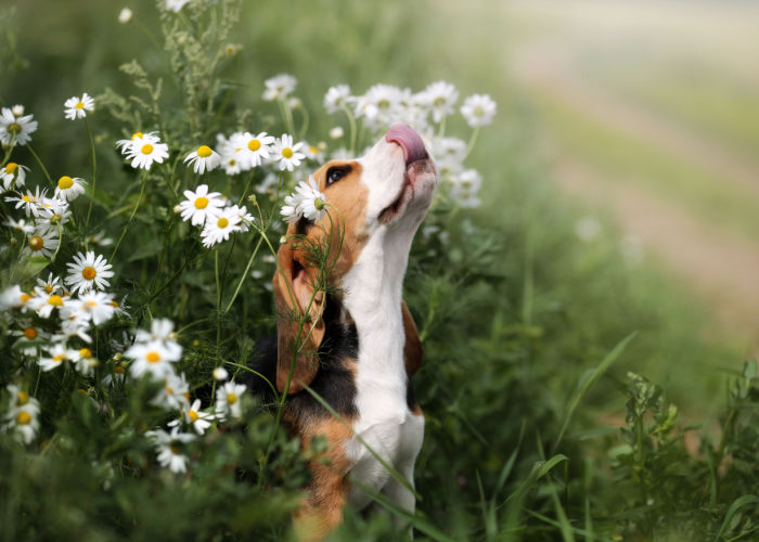 Puppy Near Dasies