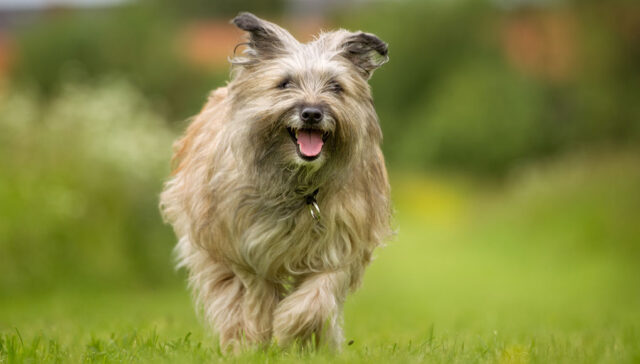 Pyrenean Shepherd Dog Breed Profile Featured Image