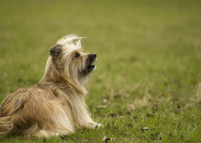 Pyrenean Shepherd Outside